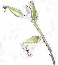 Puya mirabilis - seeds.