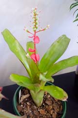 Billbergia nutans