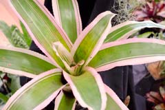 Billbergia nutans