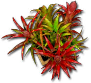 Aechmea recurvata