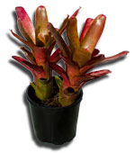 Neoregelia Coral Fire