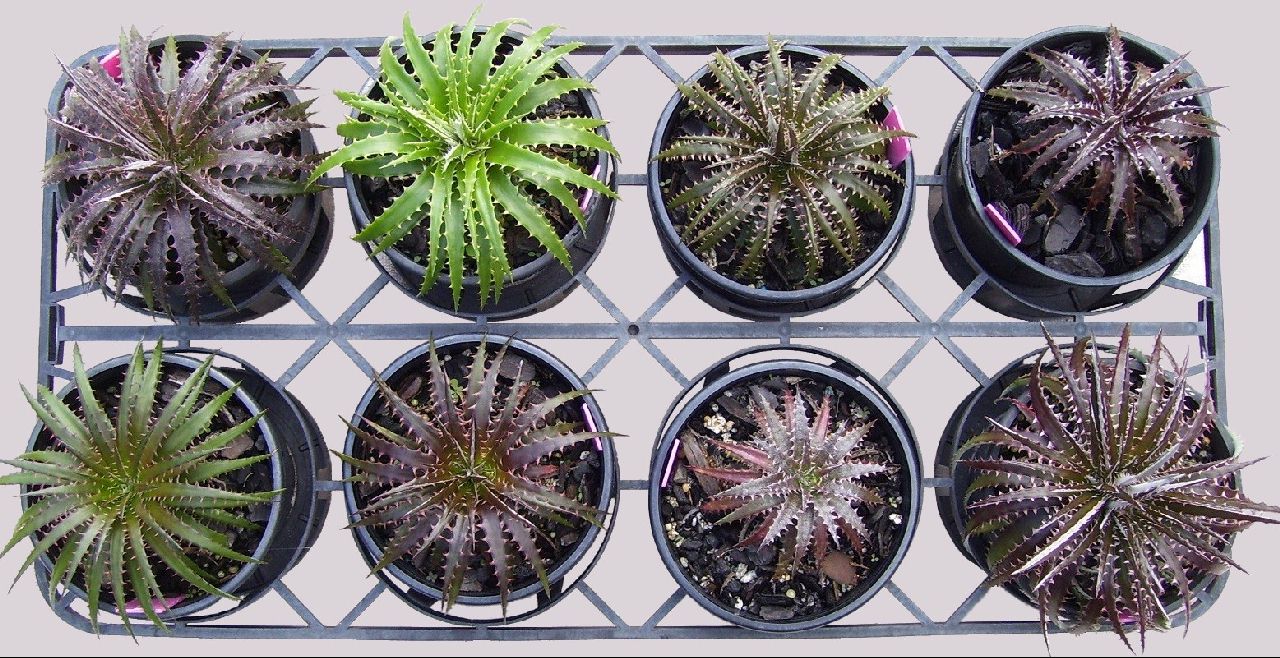 Bromeliads in Australia - Dyckia 'Rabbit Warren Group'