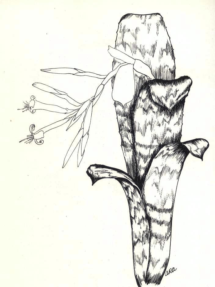 <I>Billbergia euphemiae</I>