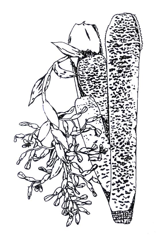 <I>Quesnelia marmorata</I>