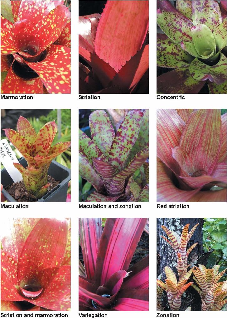 Bromeliad Leaf Patterns