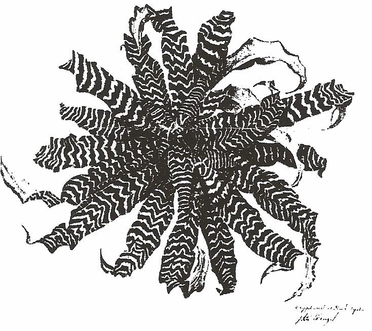 <I>Cryptanthus</I> Black Mystic