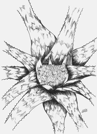 <I>Wittrockia superba</I>