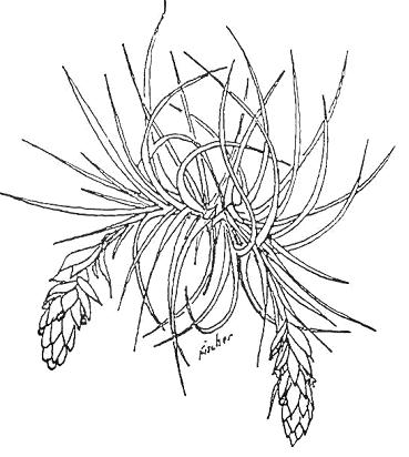 Drawings by Mulford B. Foster