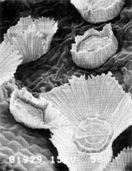 <I>Tillandsia ionantha</I> x 200