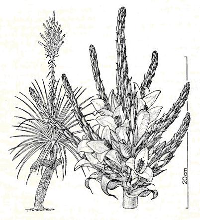 <I>Puya chilensis</I>
