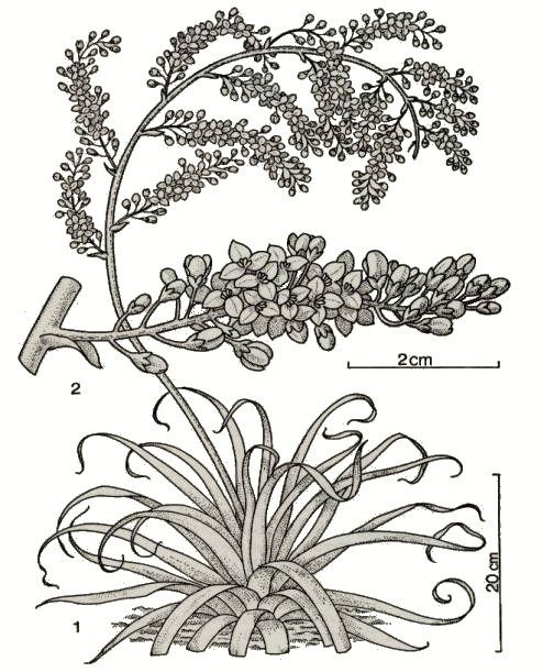 <I>Hechtia tillandsioides</I> (Andr�)