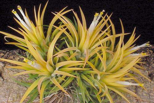 Photos of Druid Ionantha Cluster Rare Color Tillandsia Air Plant