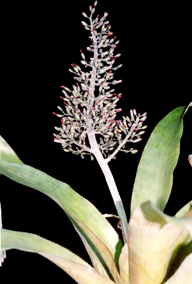 Bromeliads in Australia Aechmea lueddemanniana