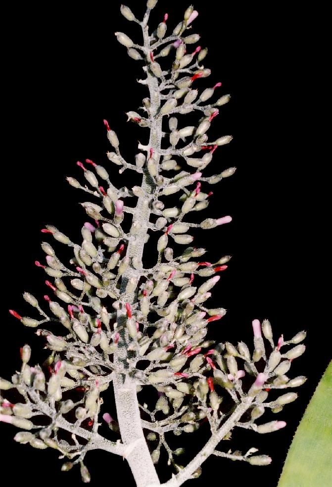 Bromeliads in Australia Aechmea lueddemanniana