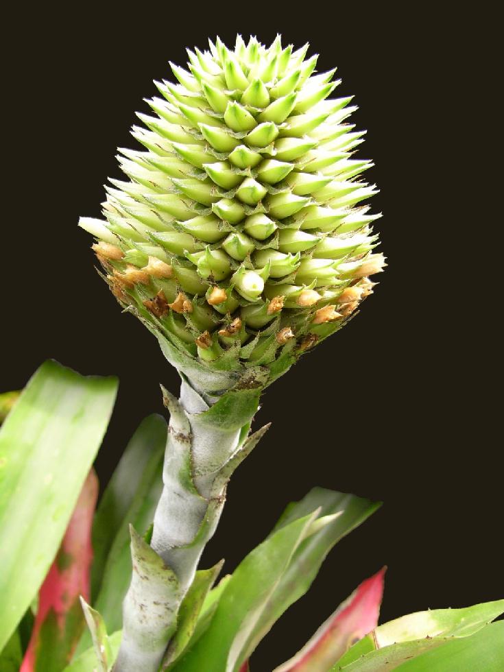 Bromeliads in Australia Aechmea pectinata