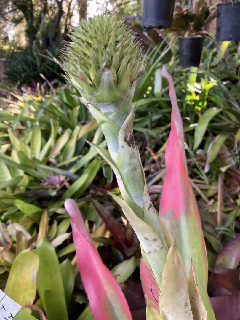 Bromeliads in Australia Aechmea pectinata