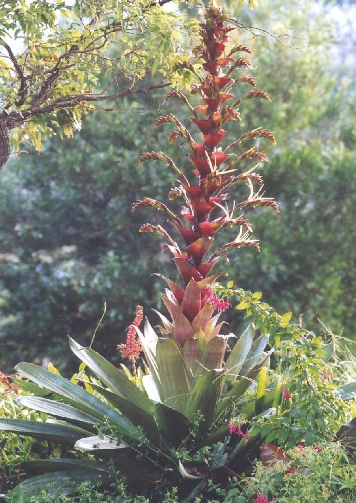 Bromeliads in Australia - Alcantarea imperialis Bromeliads in Australia - Alcantarea imperialis
