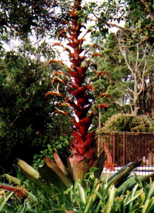 Bromeliads in Australia - Alcantarea imperialis Bromeliads in Australia - Alcantarea imperialis