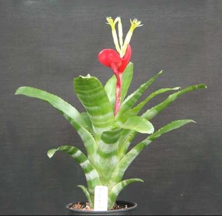 Bromeliad in Australia - Billbergia Collevii