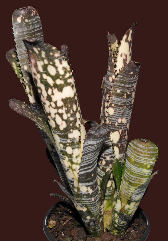 Bromeliads in Australia - Domingos Martins