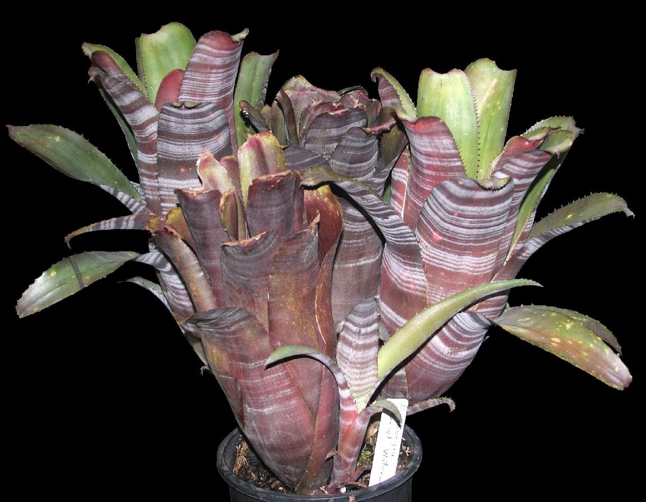 83597 　Billbergia Muriel Wなど4点 Bromeliads in Australia - Muriel Waterman