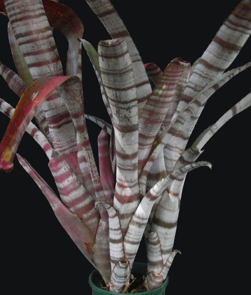 Bromeliads in Australia - Muriel Waterman