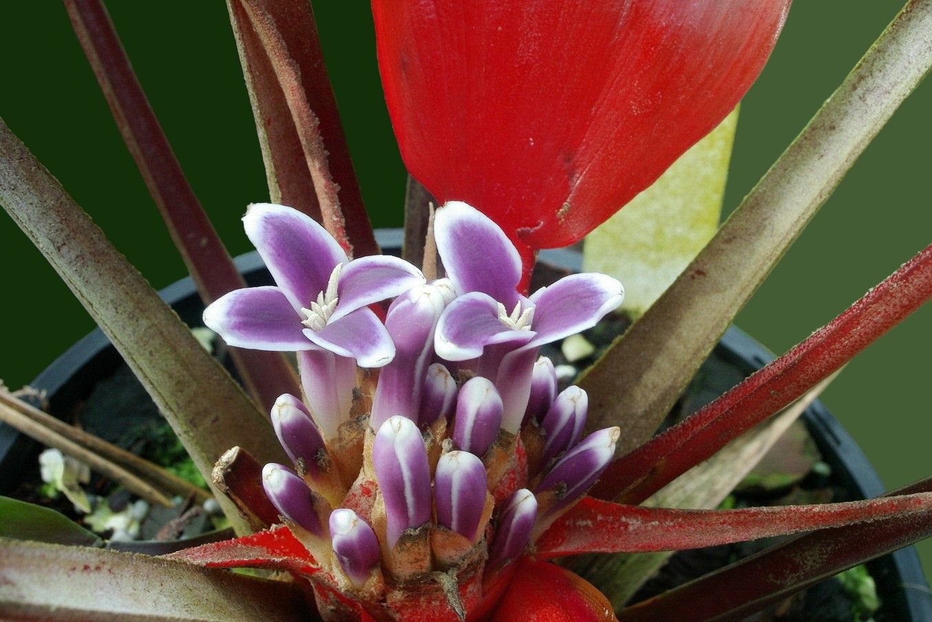 Bromeliads in Australia - Bromelia scarlatina