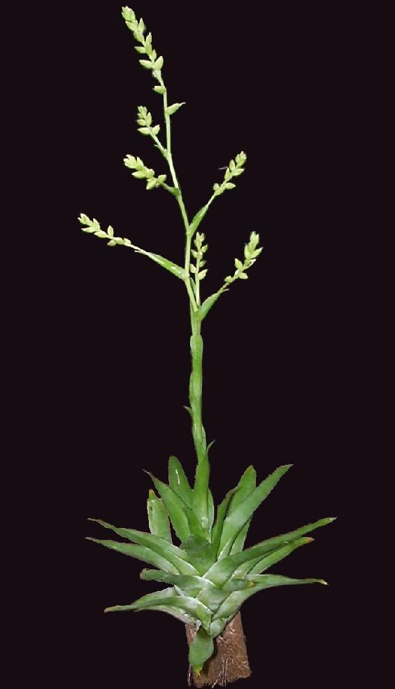 Bromeliads in Australia - Catopsis morreniana