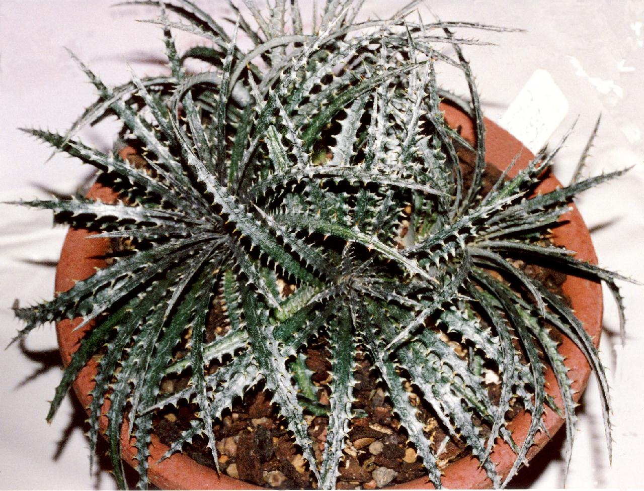 Bromeliads in Australia - Dyckia fosteriana