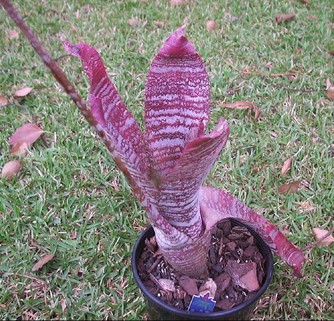 世界有名な Bromeliads in correia-araujoi Hohenbergia - Australia ブロメリア・エアープランツ