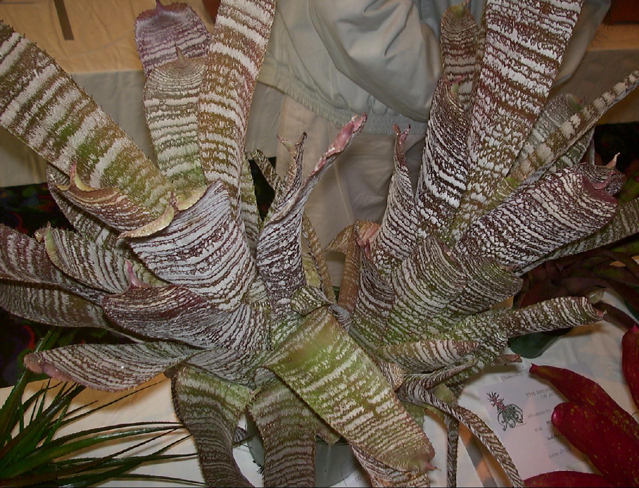 最大15%OFFクーポン Australia in Bromeliads - correia-araujoi Hohenbergia ブロメリア・エアープランツ