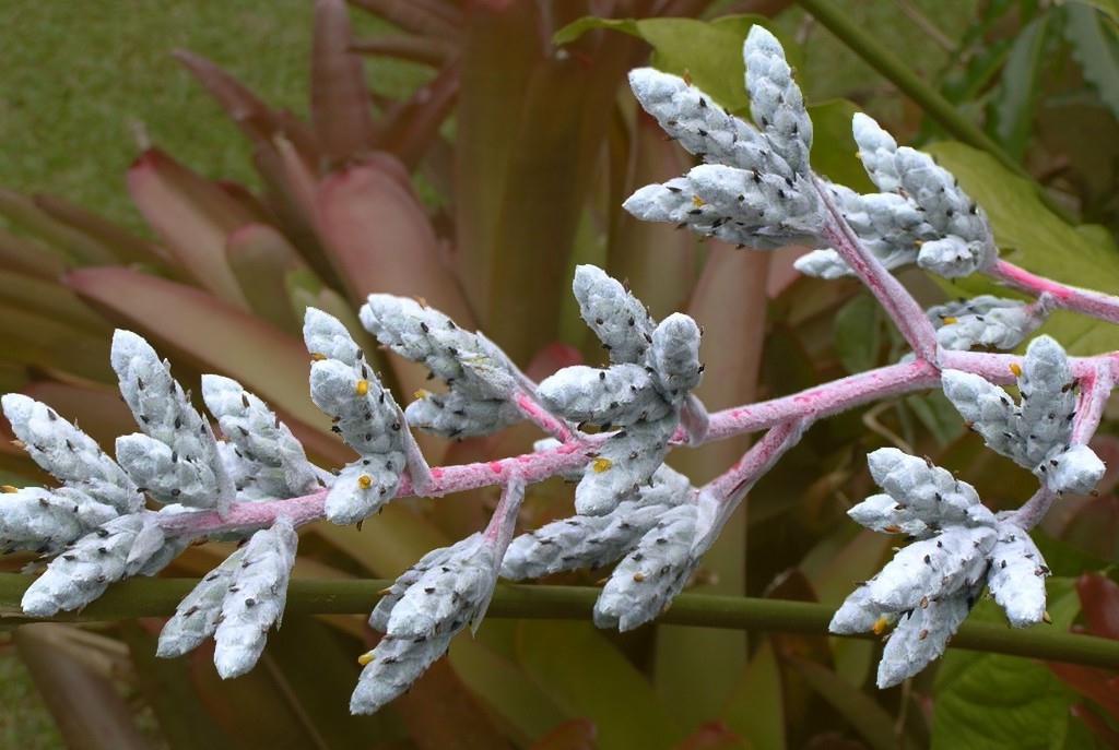 Bromeliads in Australia - Hohenbergia correia-araujoi