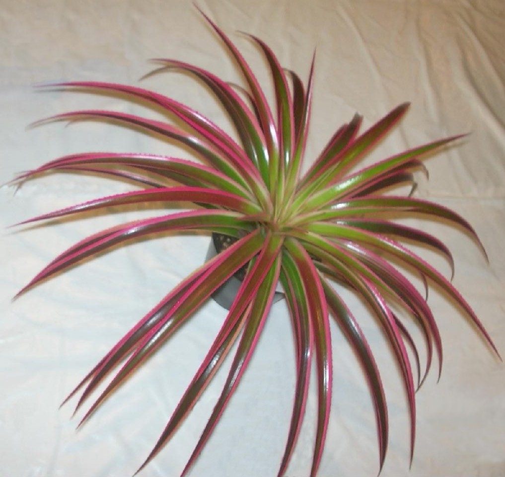 Bromeliads in Australia - xSincoregelia Galactic Warrior Bromeliads in Australia - xSincoregelia Galactic Warrior