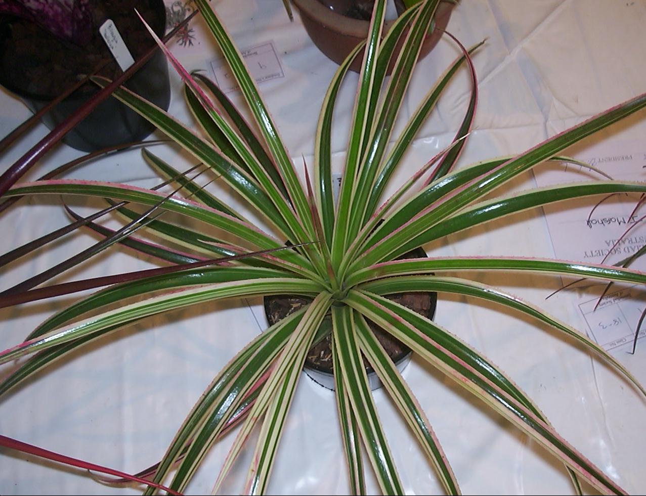 Bromeliads in Australia - xSincoregelia Galactic Warrior Bromeliads in Australia - xSincoregelia Galactic Warrior