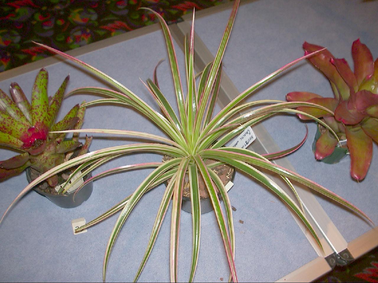 Bromeliads in Australia - xSincoregelia Galactic Warrior Bromeliads in Australia - xSincoregelia Galactic Warrior