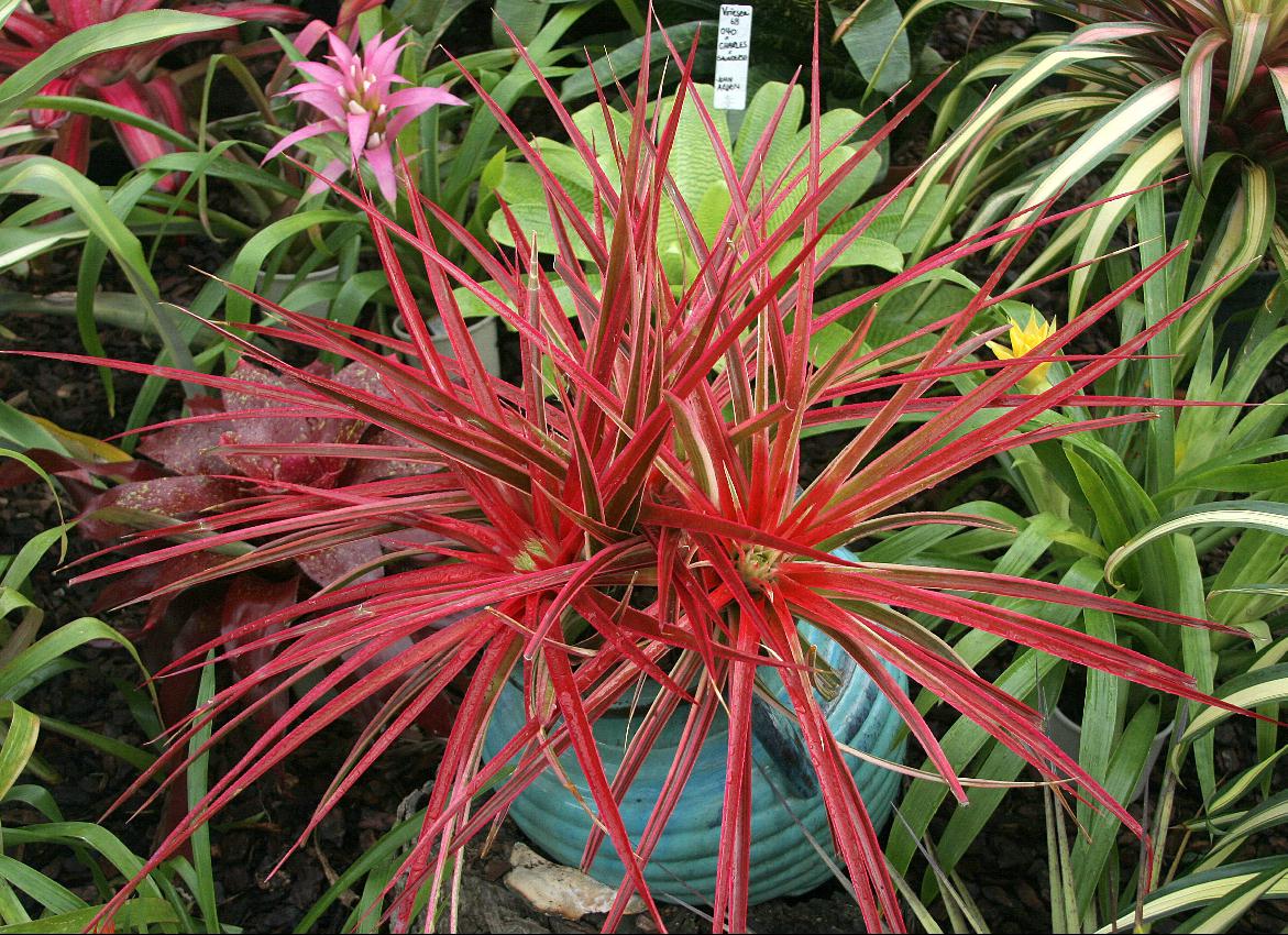 Bromeliads in Australia - xSincoregelia Galactic Warrior Bromeliads in Australia - xSincoregelia Galactic Warrior