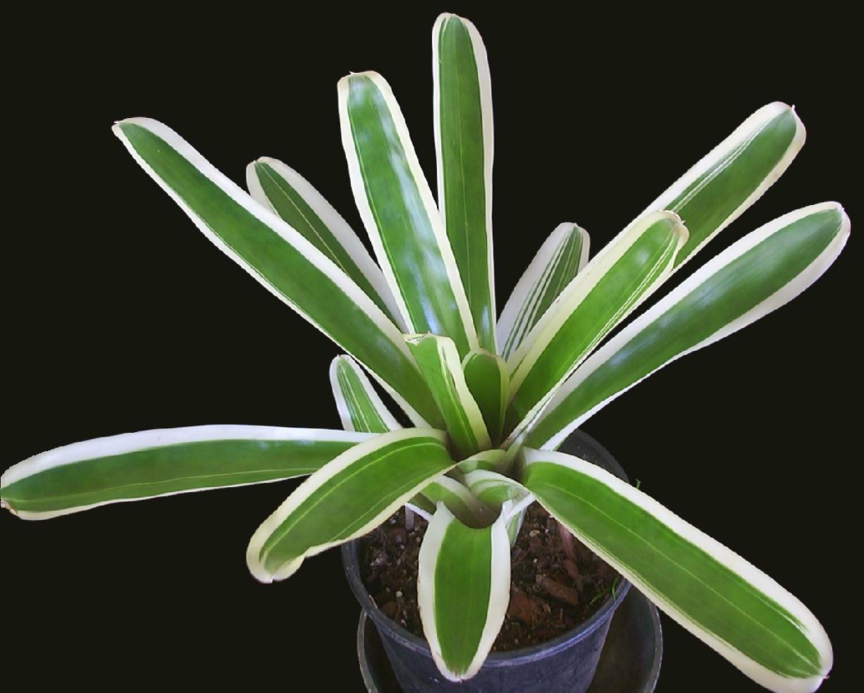 Bromeliads in Australia - Bossa Nova