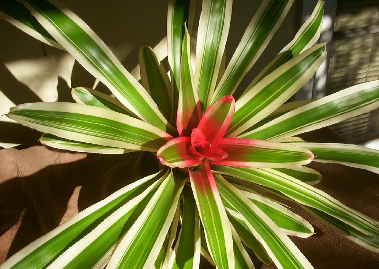 Bromeliads in Australia - Neoregelia Pink Candy Stripe
