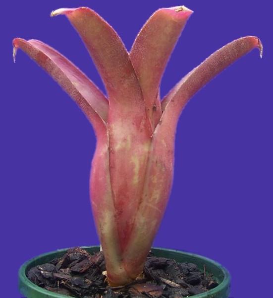 Bromeliads in Australia - Neoregelia bahiana