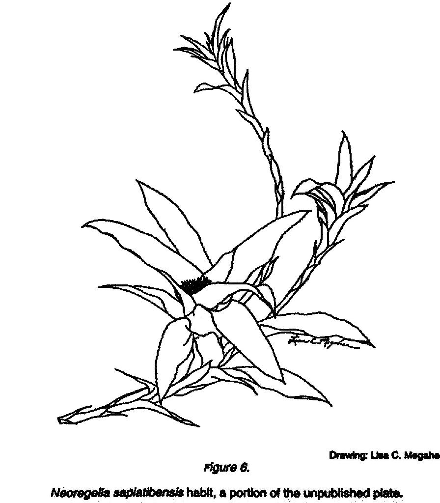 Bromeliads In Australia Neoregelia Sapiatibensis