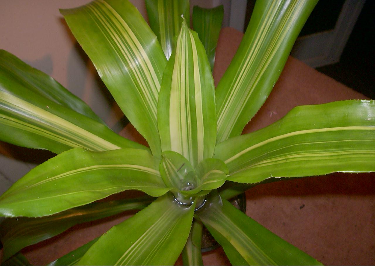 nidularium bromeliad var striatum
