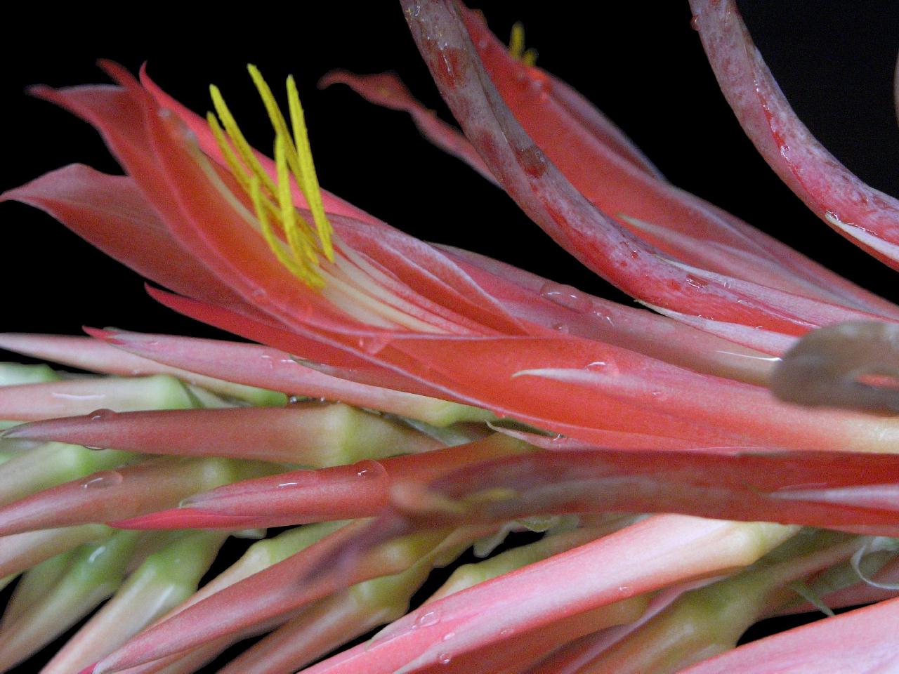 Bromeliads in Australia Pitcairnia Unknown2