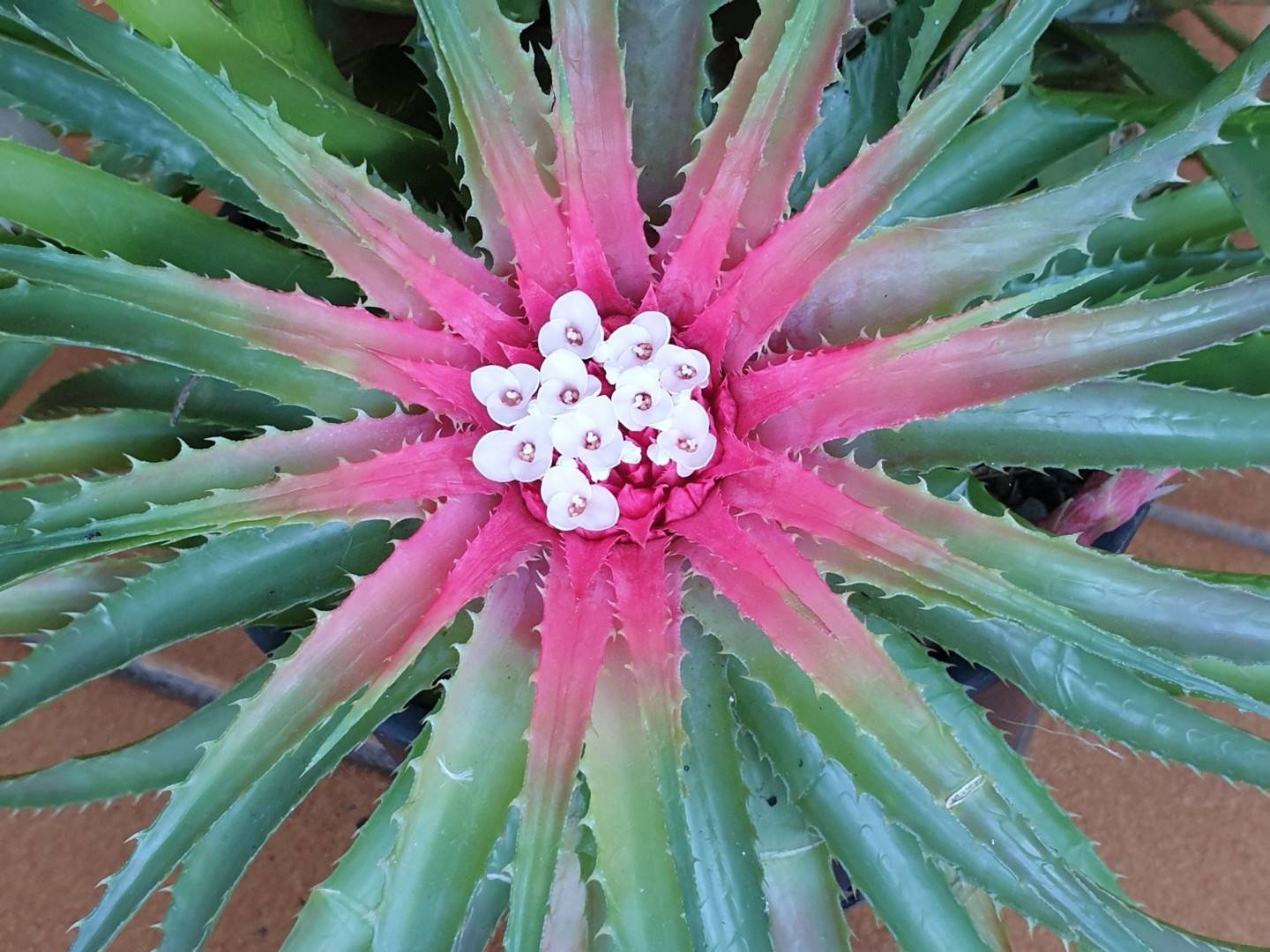 Sincoraea burlemarxii (formerly v. seabrae) – Tropiflora