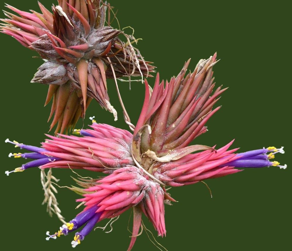 Bromeliads in Australia - Tillandsia Apretado Bromeliads in Australia - Tillandsia Apretado