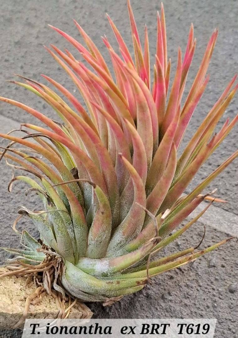 Tillandsia Apretado RFI 速達発送 Bromeliads in Australia - Tillandsia Apretado