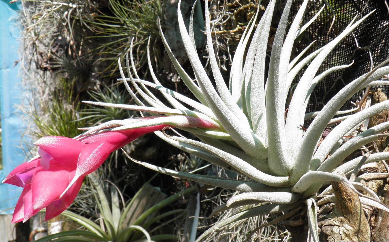 割引購入 Bromeliads Gem Carmen Tillandsia - Australia in ブロメリア・エアープランツ