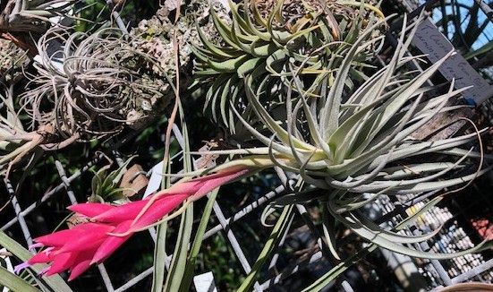 Bromeliads in Australia - Tillandsia Carmen Gem