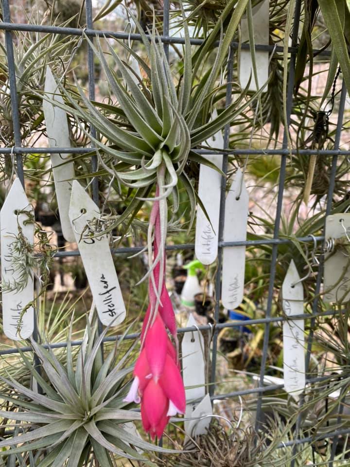 【2024福袋】 Australia in Bromeliads - Gem Carmen Tillandsia ブロメリア・エアープランツ