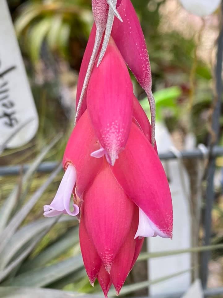 Bromeliads in Australia - Tillandsia Carmen Gem