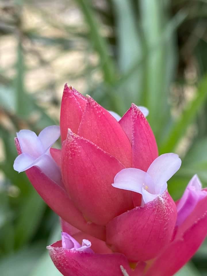 Bromeliads in Australia - Tillandsia Carmen Gem